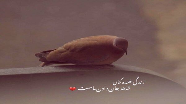  ترکی گوزل لرین ایچینده بیردنسن بیردنه با صدای زن